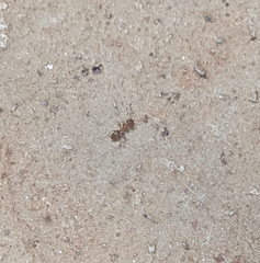 Formicidae