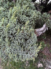 Juniperus morrisonicola