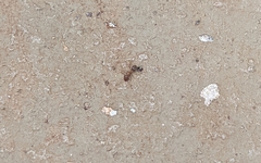 Formicidae