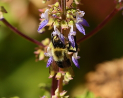 Bombus impatiens