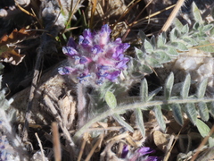 Oxytropis splendens