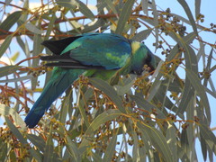 Barnardius zonarius
