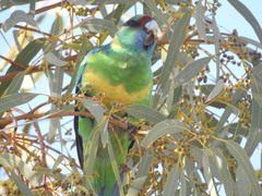 Barnardius zonarius