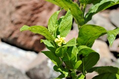Mandevilla foliosa