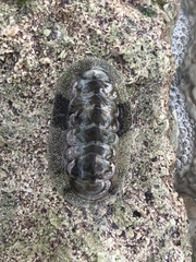 Acanthopleura granulata