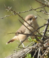 Aphelocephala leucopsis