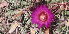 Ferocactus latispinus