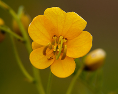Senna cumingii cumingii