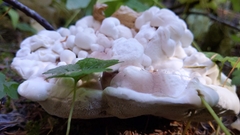 Hydnellum suaveolens