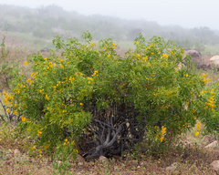 Senna cumingii cumingii