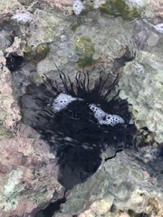 Echinometra lucunter