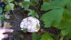 Hydnellum suaveolens