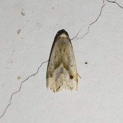 Micrathetis dasarada