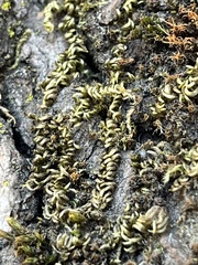 Homalothecium nuttallii