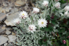 Anaphalis nepalensis