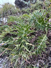 Cirsium arisanense
