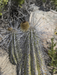 Eulychnia breviflora