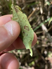 Acanthocheila visenda