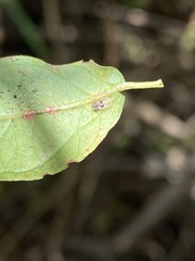 Acanthocheila visenda