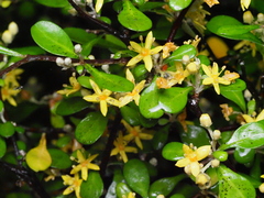 Corokia