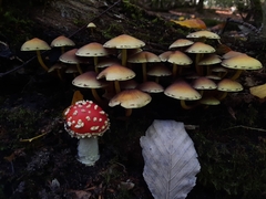 Hypholoma fasciculare