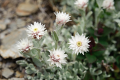 Anaphalis nepalensis