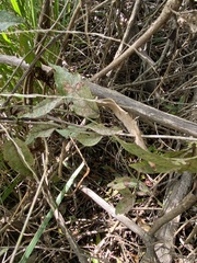 Acanthocheila visenda