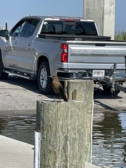 Quiscalus major westoni