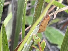 Choristoneura obsoletana