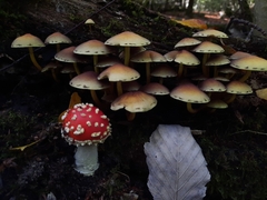 Hypholoma fasciculare