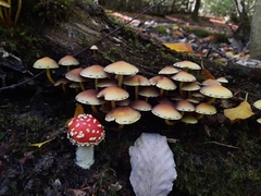 Hypholoma fasciculare