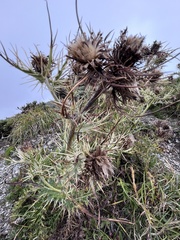 Cirsium arisanense