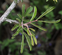 Calliandra hirsuta