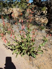 Penstemon eatonii