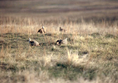 Tympanuchus phasianellus