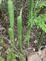 Cereus