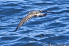 Larus schistisagus