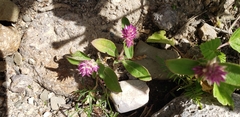 Gomphrena serrata