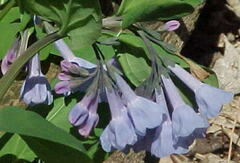 Mertensia virginica