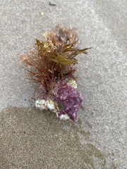 Rhodophyta