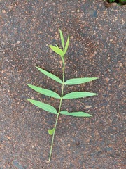 Schinus molle