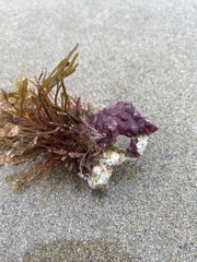 Rhodophyta