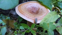 Lactarius aestivus