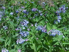 Mertensia virginica