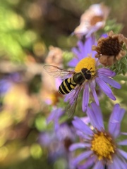 Syrphus rectus