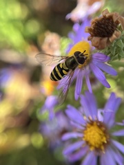 Syrphus rectus
