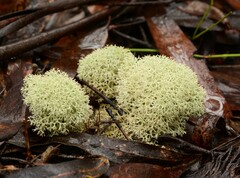 Cladonia confusa
