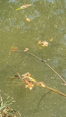 Perithemis tenera
