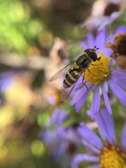 Syrphus rectus