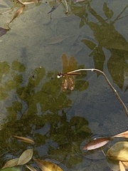 Perithemis tenera